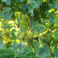 Earthsong Dillon's Point Sauvignon Blanc