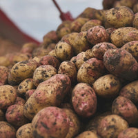 Edwards 1902 English Potato Vodka