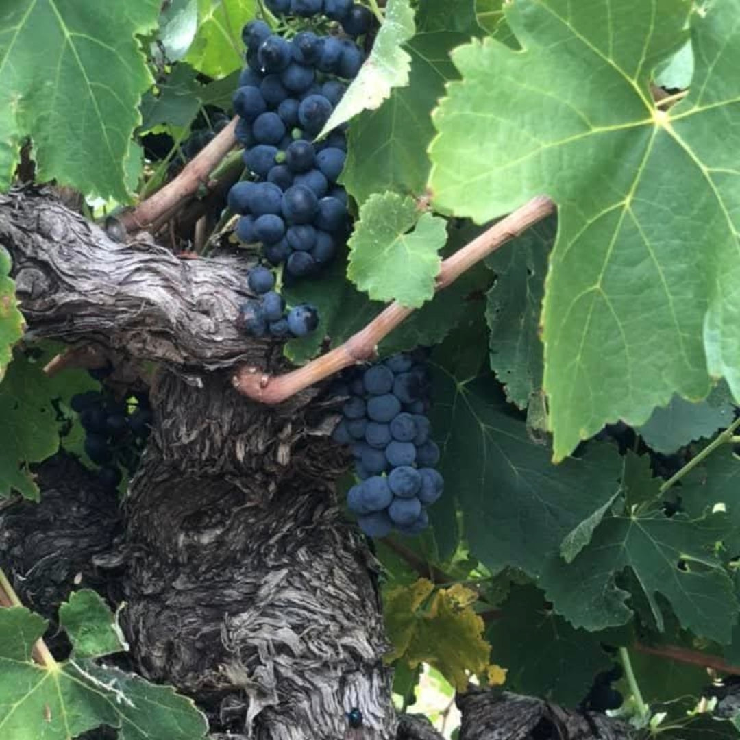 Eisenstone Barossa Valley Ebenezer Shiraz