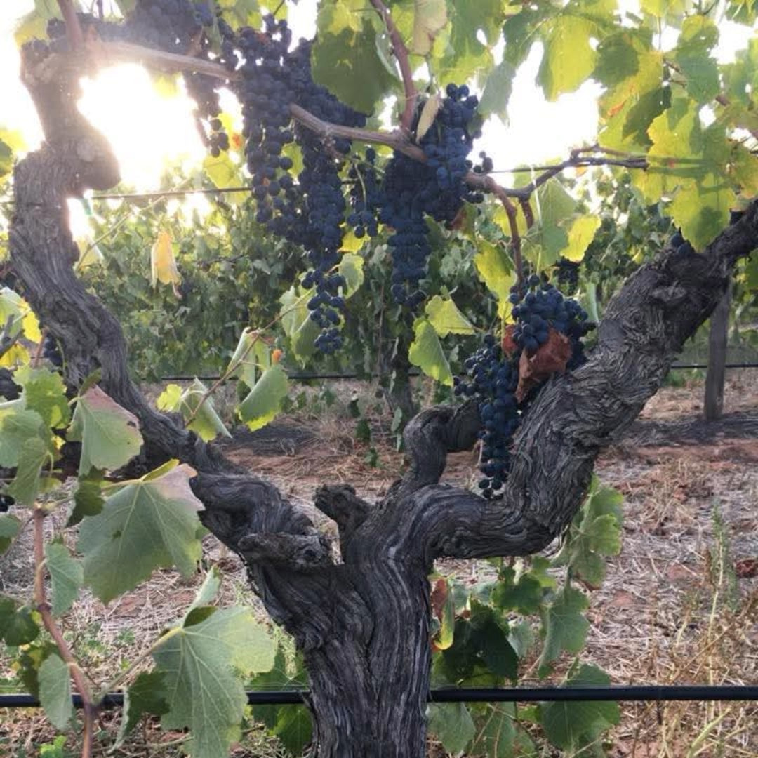 Eisenstone Barossa Valley Ebenezer Shiraz