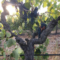 Eisenstone Barossa Valley Ebenezer Shiraz