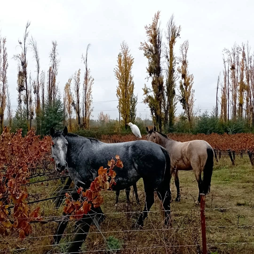 Emiliana Novas Gran Reserva Cabernet Sauvignon