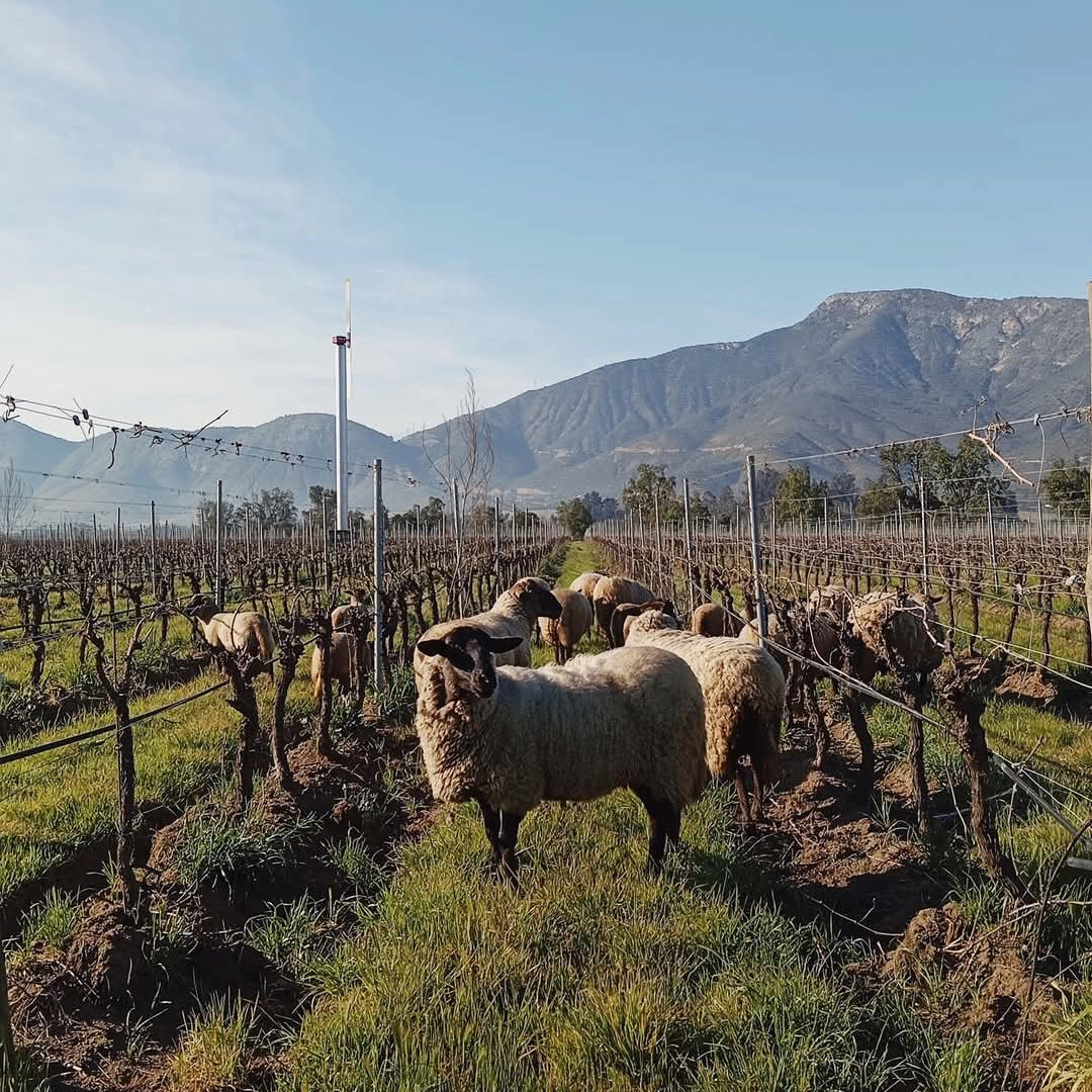 Emiliana Novas Gran Reserva Cabernet Sauvignon