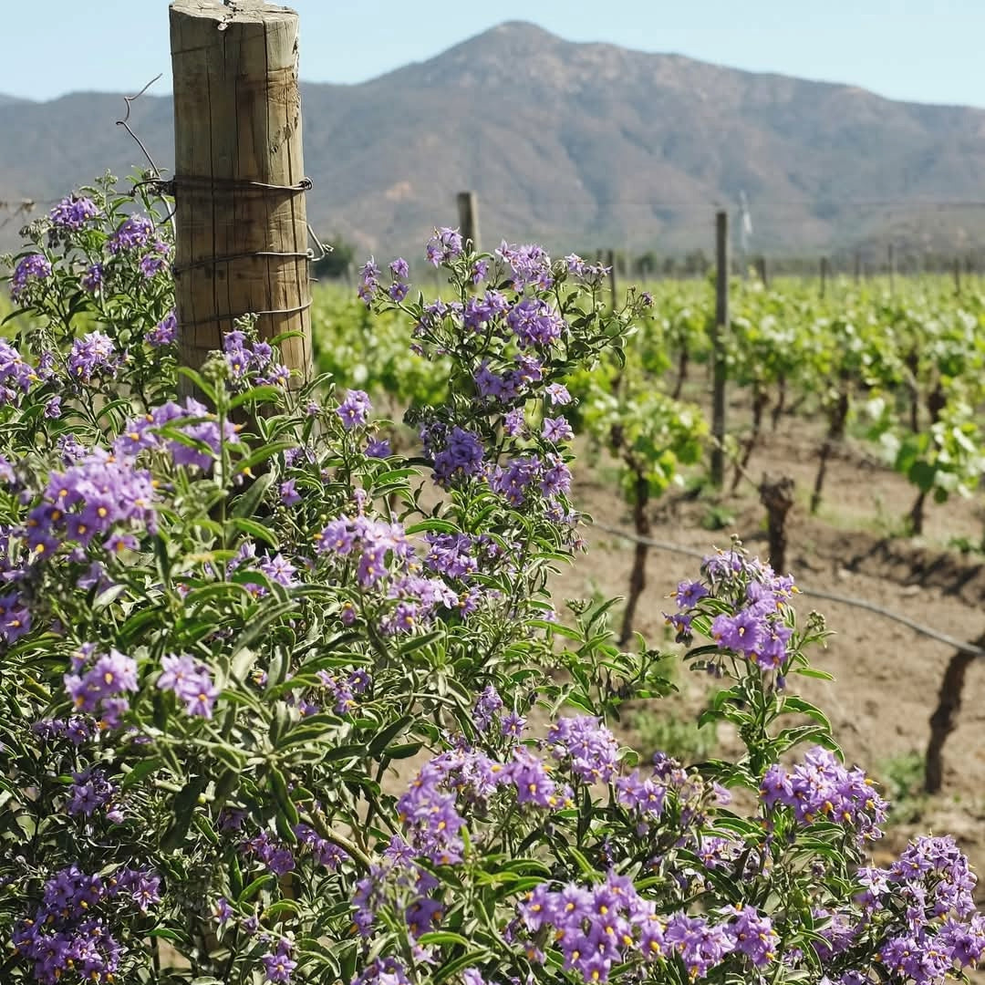 Emiliana Novas Gran Reserva Cabernet Sauvignon