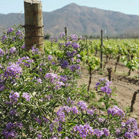 Emiliana Novas Gran Reserva Cabernet Sauvignon