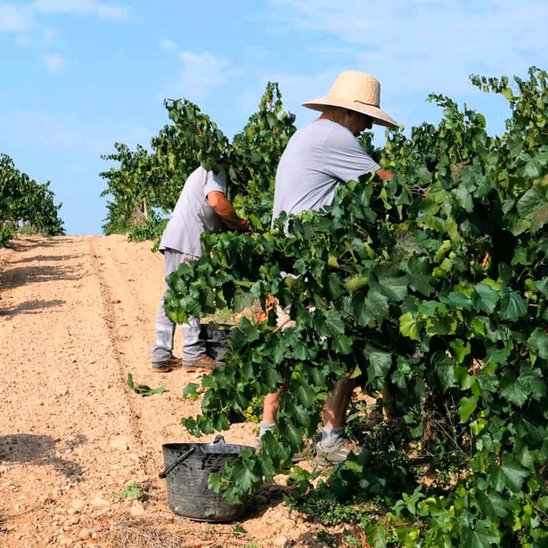 Enate Chardonnay Fermentado en Barrica