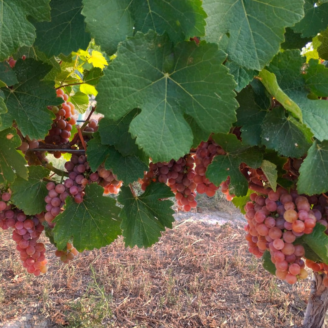 Enate Chardonnay Fermentado en Barrica