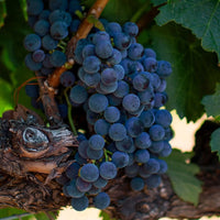 Enate Chardonnay Fermentado en Barrica