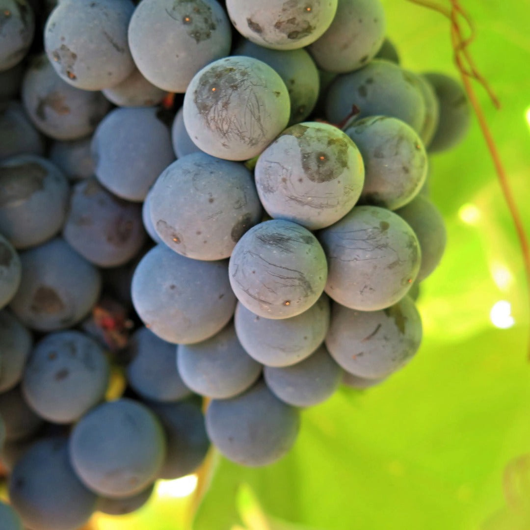 Enate Chardonnay Fermentado en Barrica