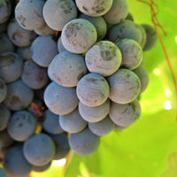 Enate Chardonnay Fermentado en Barrica