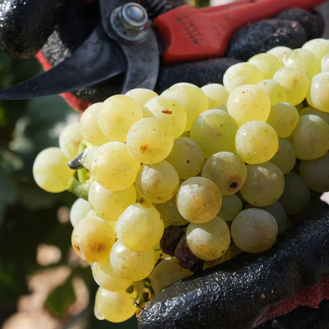 Enate Chardonnay Fermentado en Barrica