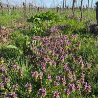 Domaine Fernand Engel Crement D'Alsace Brut Chardonnay