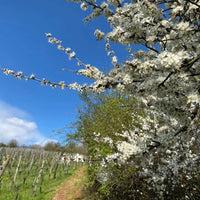 Domaine Fernand Engel Crement D'Alsace Brut Chardonnay