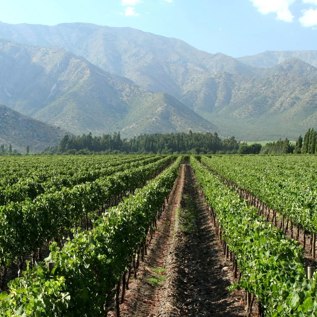 Errazuriz Aconcagua Alto Cabernet Sauvignon