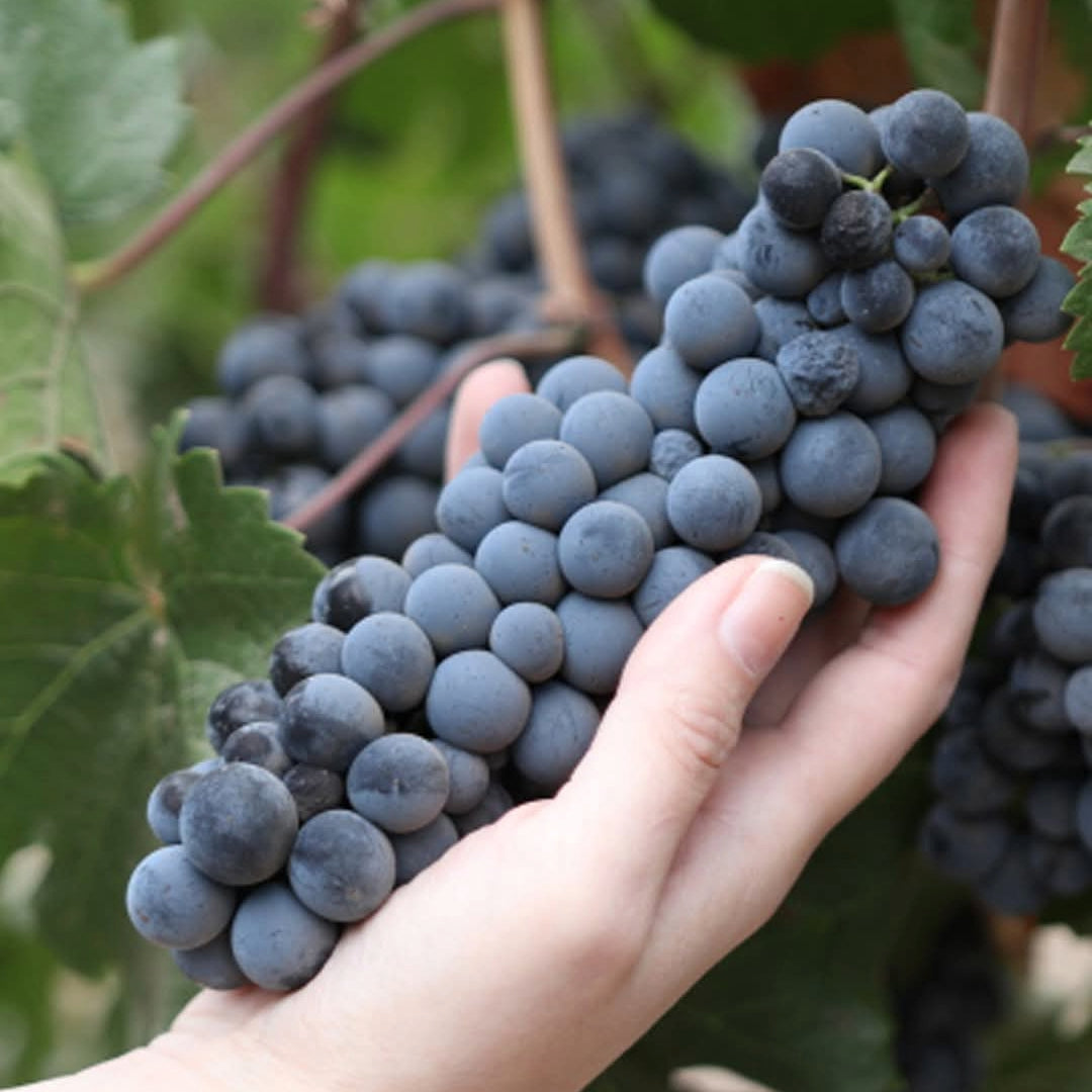 Errazuriz Aconcagua Alto Cabernet Sauvignon
