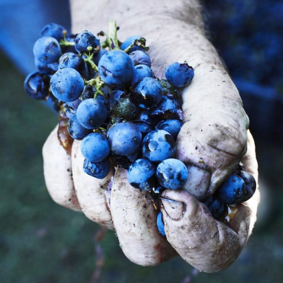 Errazuriz Aconcagua Alto Cabernet Sauvignon