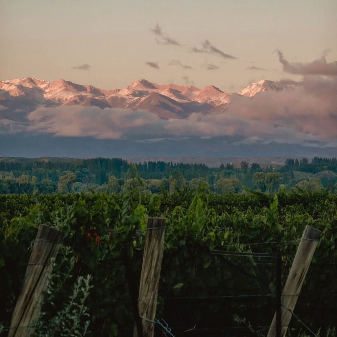 Las Estelas Leticia Cabernet Cabernet