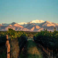 Las Estelas Leticia Cabernet Cabernet