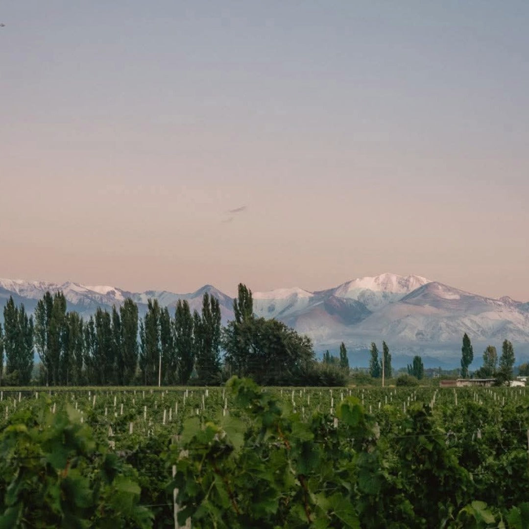 Las Estelas Leticia Cabernet Cabernet