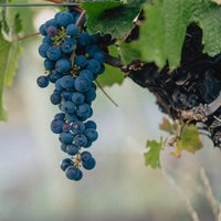 Las Estelas Leticia Cabernet Cabernet