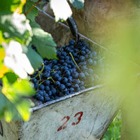 Las Estelas Leticia Cabernet Cabernet
