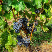 Mas Olivier Faugeres Blanc