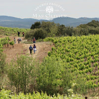 Mas Olivier Faugeres Blanc