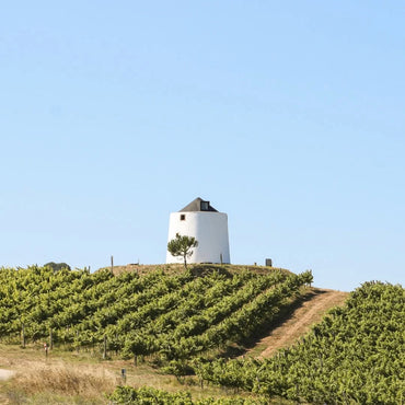 Prontissimo Palhete Light