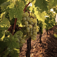 Finca Flichman Misterio Malbec