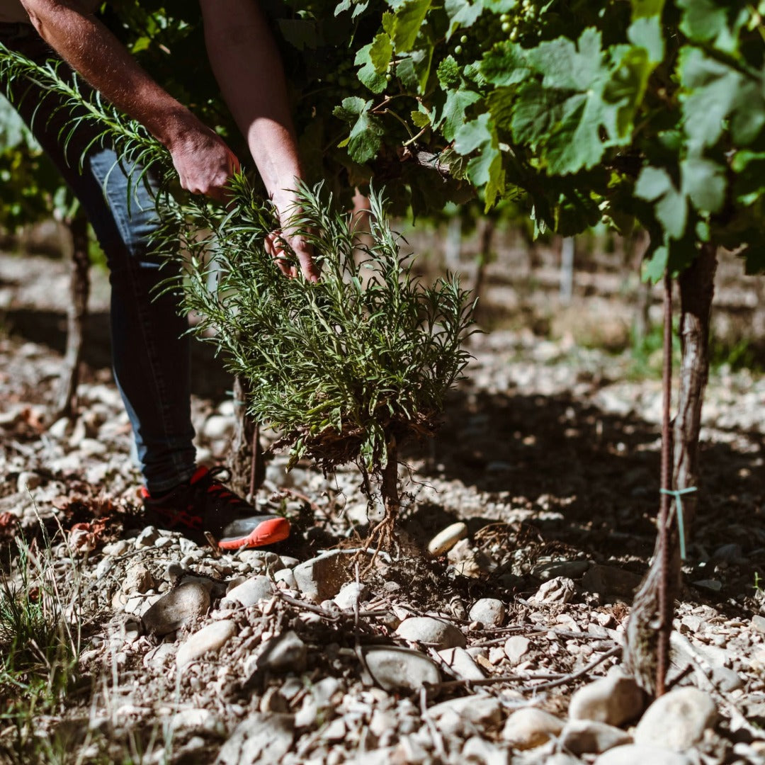 Domaine Galuval Le Coq Volant Cote Du Rhone Villages Rouge