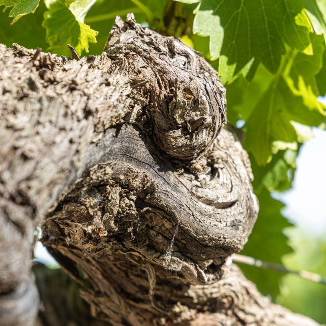 Domaine Galuval Le Coq Volant Cote Du Rhone Villages Rouge