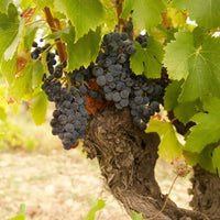 Domaine Galuval Le Coq Volant Cote Du Rhone Villages Rouge