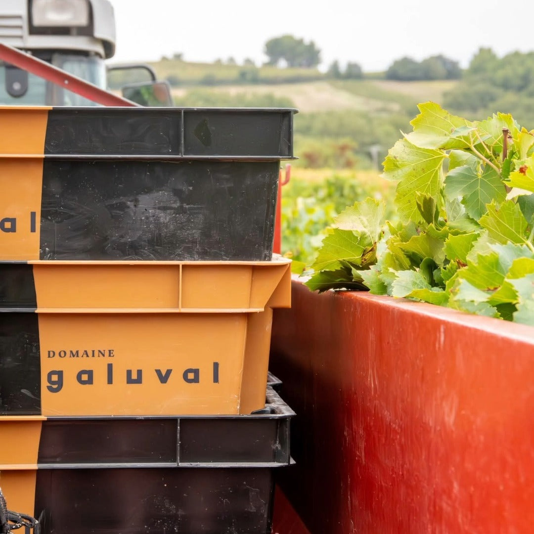 Domaine Galuval Le Coq Volant Cote Du Rhone Villages Rouge