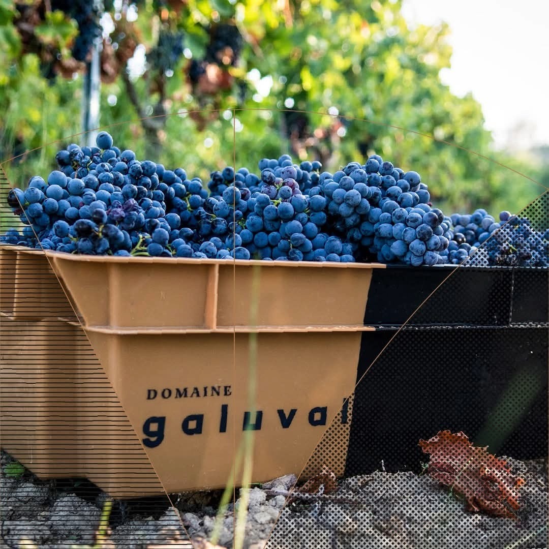 Domaine Galuval Le Coq Volant Cote Du Rhone Villages Rouge
