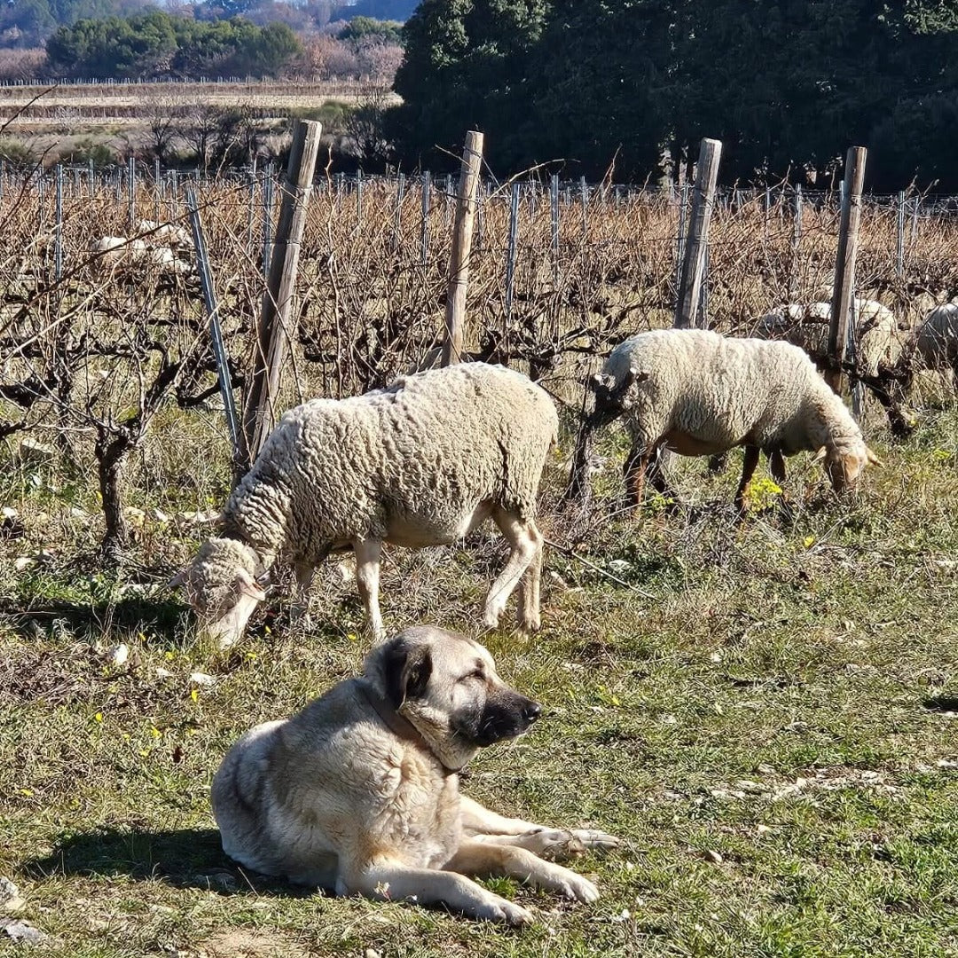 Domaine Galuval Le Coq Volant Cote Du Rhone Villages Rouge