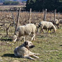 Domaine Galuval Le Coq Volant Cote Du Rhone Villages Rouge