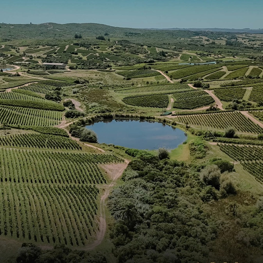 Garzon Tannat Reserva