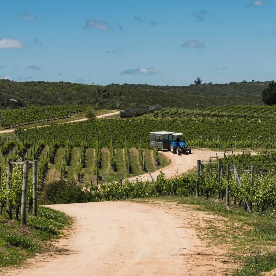 Garzon Tannat Reserva