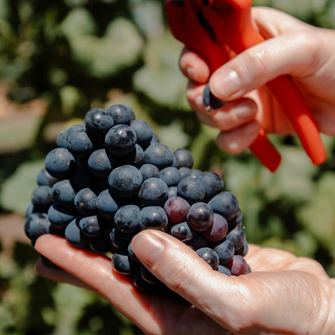 Garzon Tannat Reserva