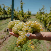 Garzon Tannat Reserva