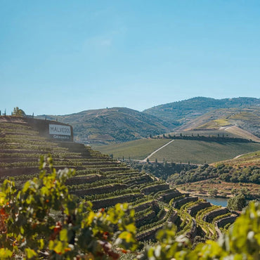 Graham's 10yo Tawny Port