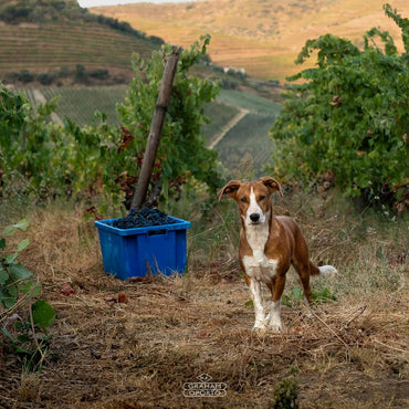 Graham's Blend No5 White Port