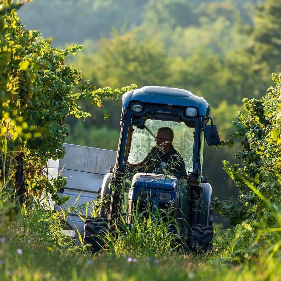 Gradis'ciutta Friuli Friulano