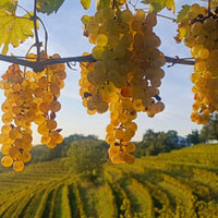 Gradis'ciutta Friuli Friulano