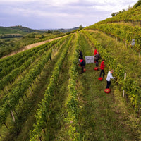 Gradis'ciutta Friuli Friulano
