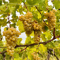 Gradis'ciutta Friuli Friulano