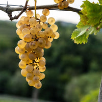 Gradis'ciutta Friuli Friulano