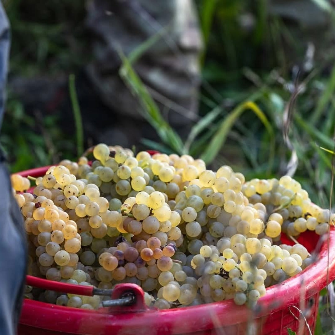 Gradis'ciutta Friuli Friulano
