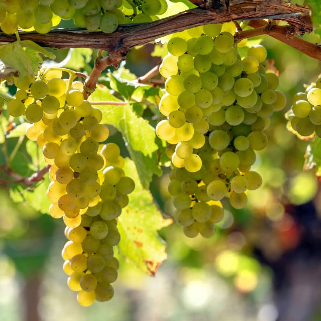 Greywacke Sauvignon Blanc