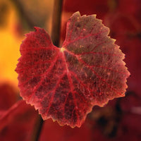 Greywacke Sauvignon Blanc